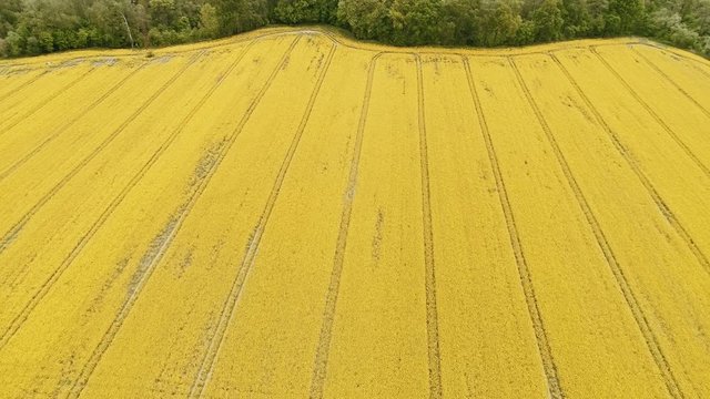 Canola rapeseed field. Aerial drone shot. High then low.