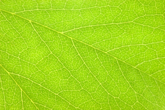 Green Leaf Macro Closeup Background Texture, Large Detailed Textured Pattern Horizontal Copy Space