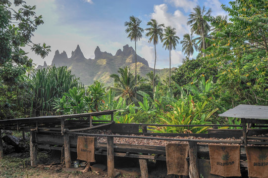 Coprah Marquises Nuku Hiva