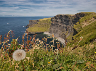 Löwenzahn vor einer Felswand vom Cliff of Moher in Irland © TravelPOIs
