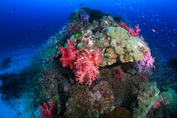 Fototapeta na wymiar Tropical fish on a beautiful, healthy tropical coral reef