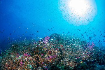 Fototapeta na wymiar Tropical fish on a beautiful, healthy tropical coral reef