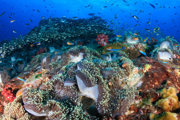Fototapeta na wymiar Skunk Clownfish swimming on a colorful, healthy tropical coral reef