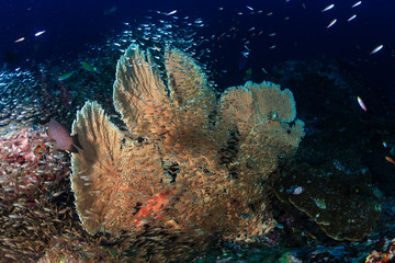 Fototapeta premium Huge, delicate underwater seafan on a tropical coral reef