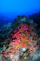 Fototapeta na wymiar Tropical fish swimming over a beautiful, colorful, healthy tropical coral reef