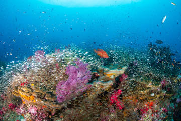 Fototapeta na wymiar Tropical fish swimming over a beautiful, colorful, healthy tropical coral reef