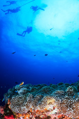 Fototapeta na wymiar SCUBA divers swimming over a beautiful, colorful tropical coral reef at dawn