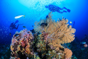 SCUBA divers swimming over a beautiful, colorful tropical coral reef at dawn