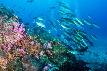 A school of Long Nose Emperor hunting on a tropical coral reef in the early morning