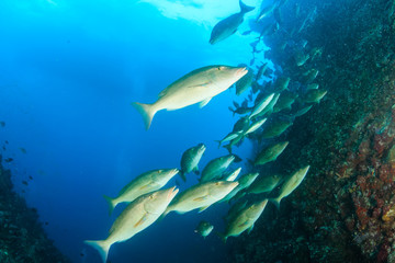 A school of Long Nose Emperor hunting on a tropical coral reef in the early morning