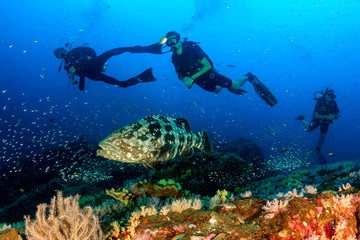 A large Malabar grouper being cleaned on a tropical coral reef whilst SCUBA divers watch from the background