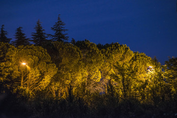 The street lamps that illuminate the pines at dusk