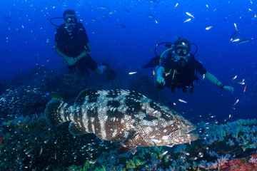 A large Malabar grouper being cleaned on a tropical coral reef whilst SCUBA divers watch from the background