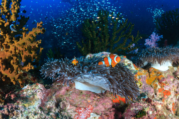 Naklejka na ściany i meble Beautiful False Clownfish around their host anemone on a colorful tropical coral reef