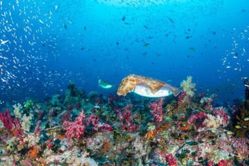 Naklejka na ściany i meble Colorful Cuttlefish and SCUBA divers on a beautiful, healthy tropical coral reef