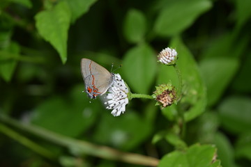 butterfly on a flower