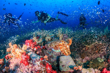 Fototapeta na wymiar Colorful Cuttlefish and SCUBA divers on a beautiful, healthy tropical coral reef