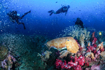 Colorful Cuttlefish and SCUBA divers on a beautiful, healthy tropical coral reef