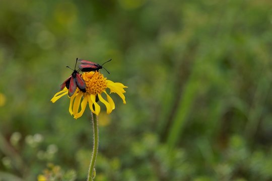 Falter auf einer Bl&uuml;te