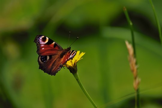 Tagpfauenauge auf einer Bl&uuml;te