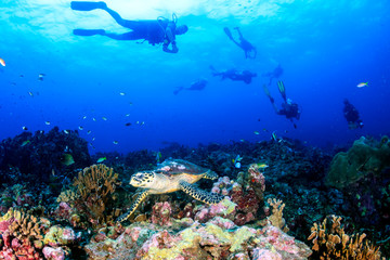 Beautiful Hawksbill Sea Turtle feeding on a colorful tropical coral reef