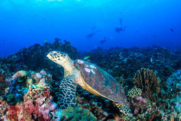 Obraz na płótnie Canvas Beautiful Hawksbill Sea Turtle feeding on a colorful tropical coral reef