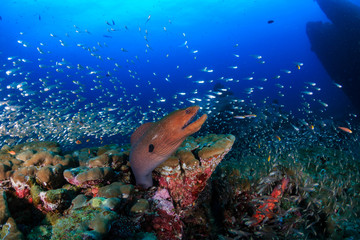 Large Giant Moray Eel in a coral hole surrounded by silvery fish on a tropical reef