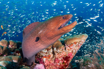 Large Giant Moray Eel in a coral hole surrounded by silvery fish on a tropical reef