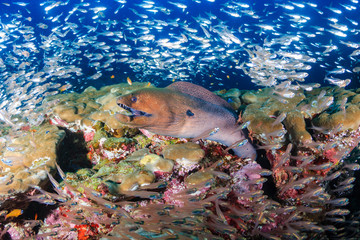 Large Giant Moray Eel in a coral hole surrounded by silvery fish on a tropical reef