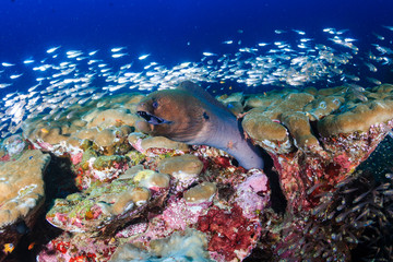 Naklejka na ściany i meble Large Giant Moray Eel in a coral hole surrounded by silvery fish on a tropical reef