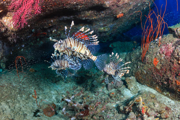 Several colorful Lionfish deep on a tropical coral reef