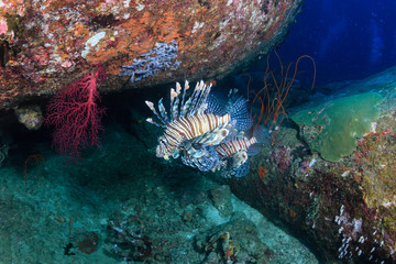 Several colorful Lionfish deep on a tropical coral reef