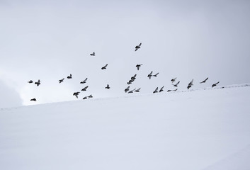 A flock of pigeons go beyond the line