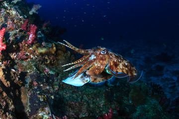 Fototapeta na wymiar A pair of mating Cuttlefish deep on a tropical coral reef at night