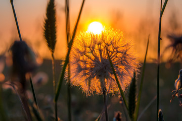 Sunrise in the plains 