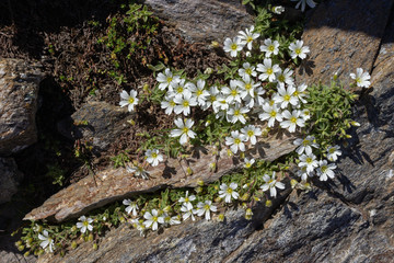 Obraz premium Alpine wild flower Cerastium Latifolium, Aosta valley, Italy. Photo taken at an altitude of 2800 meters.
