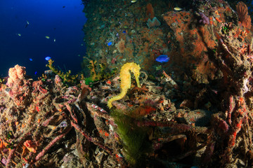 Fototapeta na wymiar Beautiful yellow Thorny Seahorse on a deep, dark tropical coral reef at dawn