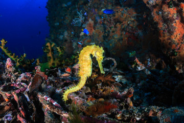 Beautiful yellow Thorny Seahorse on a deep, dark tropical coral reef at dawn