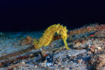 Beautiful yellow Thorny Seahorse on a deep, dark tropical coral reef at dawn