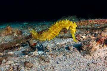 Beautiful yellow Thorny Seahorse on a deep, dark tropical coral reef at dawn