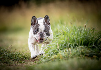 Fototapeta premium The French Bulldog