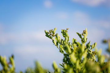 Field of blueberries, bushes with future berries against the blue sky. Farm with berries