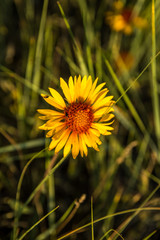 Wild yellow flowers closeup 