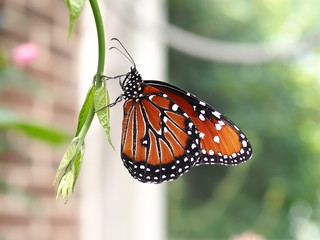 monarch butterfly