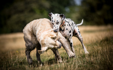 Dogs at Play