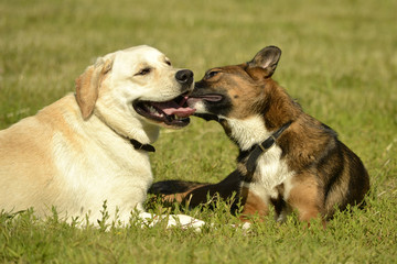 Sunstroke, health of pets in the summer. Labrador. Dogs play with each other. How to protect your dog from overheating.Training of dogs.  Young energetic dog on a walk. 