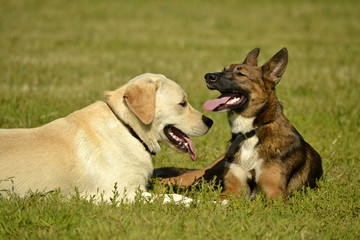 Sunstroke, health of pets in the summer. Labrador. Dogs play with each other. How to protect your dog from overheating.Training of dogs.  Young energetic dog on a walk. 
