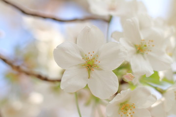 Fototapeta na wymiar 青空と桜