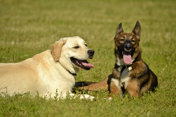 Sunstroke, health of pets in the summer. Labrador. Dogs play with each other. How to protect your dog from overheating.Training of dogs.  Young energetic dog on a walk. 