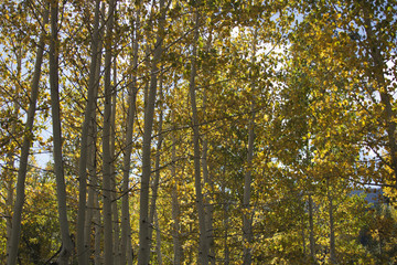 Fototapeta premium Gąszcz